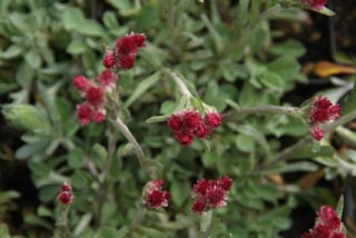 Antennaria dioica 'Rubra'Rozenkransje bestellen